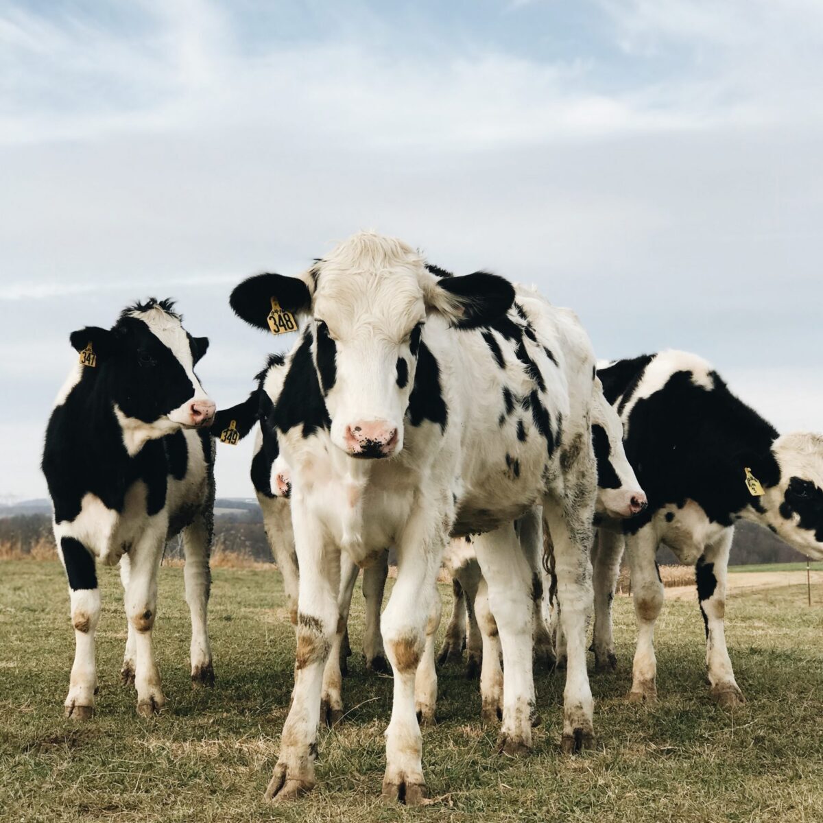 Dairy cows in a field