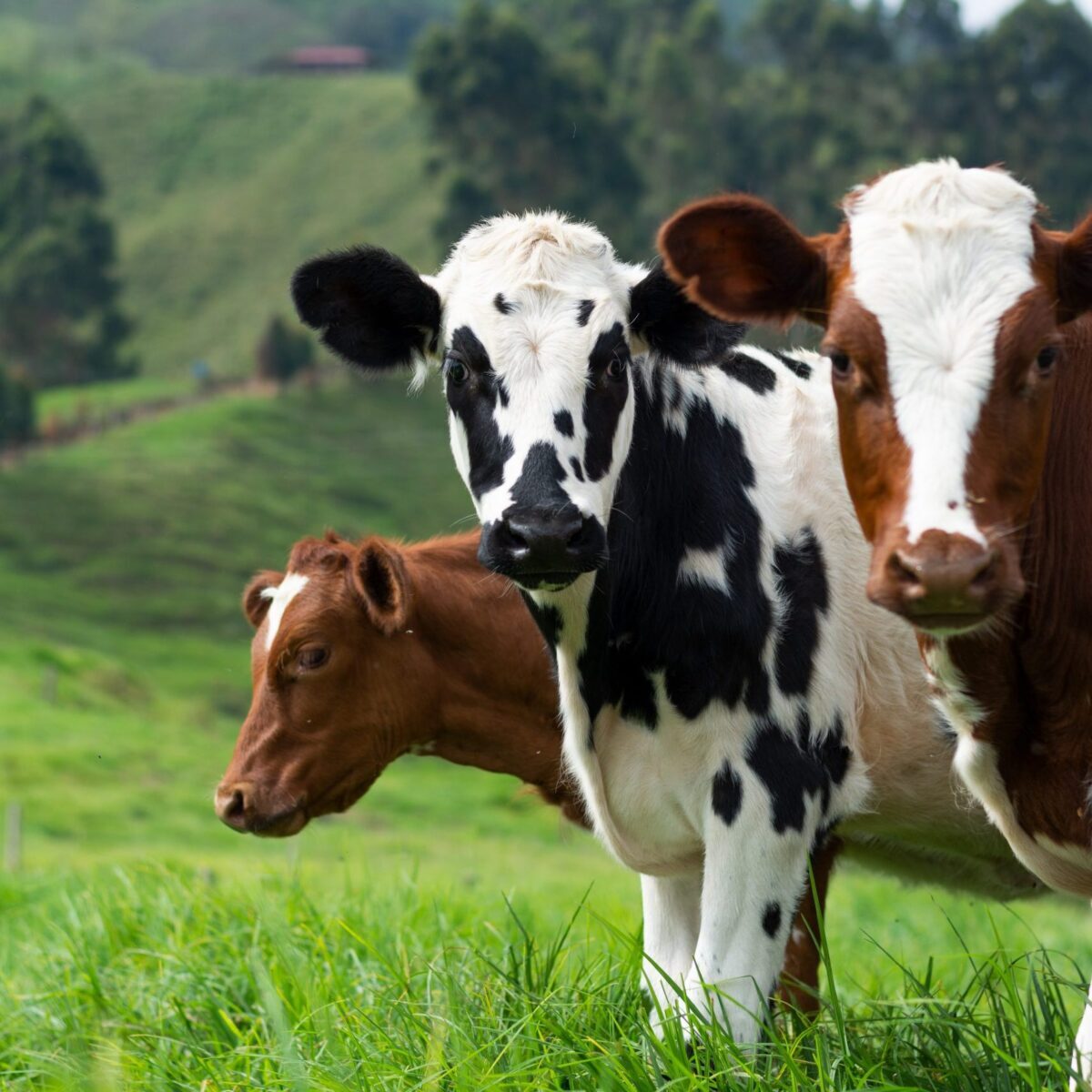 Cow grazing on a hillside