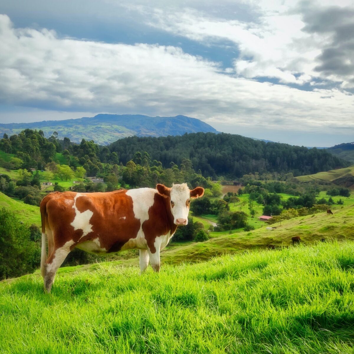 Cattle in rolling pasture